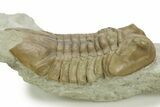 Bargain, Asaphus Kotlukovi Trilobite Fossil - Russia #363113-3